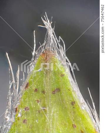 Strawberry shaving microscope 75647462