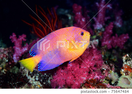 Renten'yakko 75647484