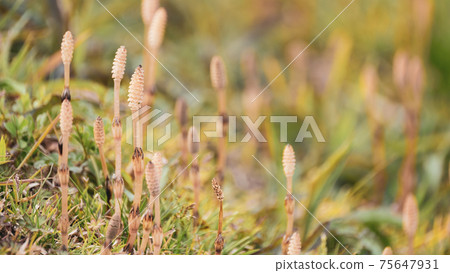 [Spring] Natural scenery where horsetail grows from the ground Wild plants 75647931