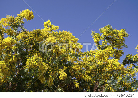 Blue sky and yellow flowers of Acacia bailey 75649234
