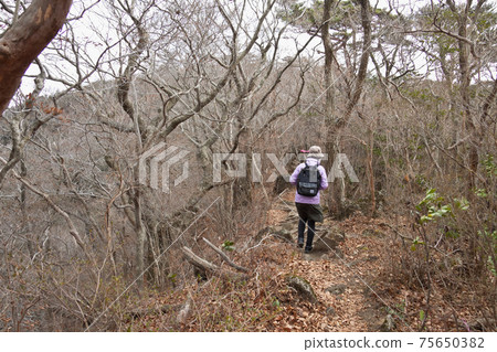 Kurinodake mountain trail and trampled tree roots 75650382