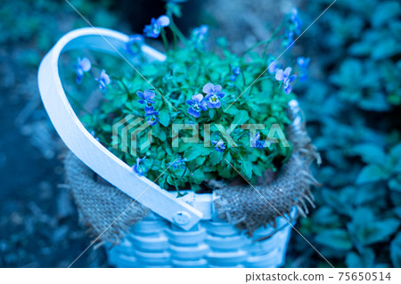 中提琴籃子 75650514