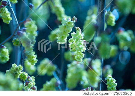 Sinew 75650800