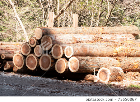 Forestry image 75650867