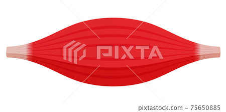 Vector illustration of healthy muscle / muscle fiber (slow muscle / red muscle) 75650885