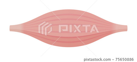 矢量圖的健康的肌肉/肌纖維（快肌/白肌） 75650886