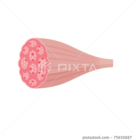 Vector illustration of healthy muscle / muscle fiber / cross section (fast muscle / white muscle) 75650887