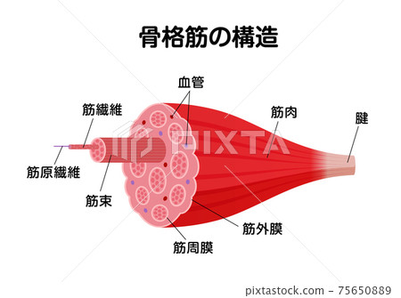 骨骼肌的結構和名稱/橫斷面矢量圖 75650889