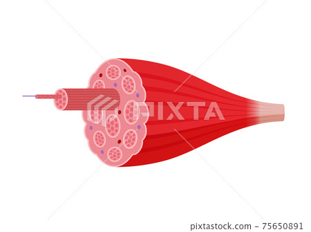 骨骼肌的結構和名稱/橫截面矢量圖（不帶字母） 75650891
