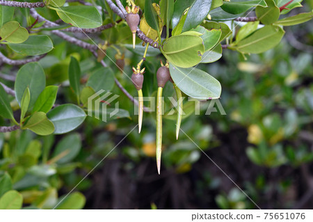 Embryonic seeds of Loop-root mangrove (Ishigaki Island, Okinawa Prefecture) Embryonic seeds of Loop-root mangrove (Ishigaki Island, Okinawa Prefecture) 75651076