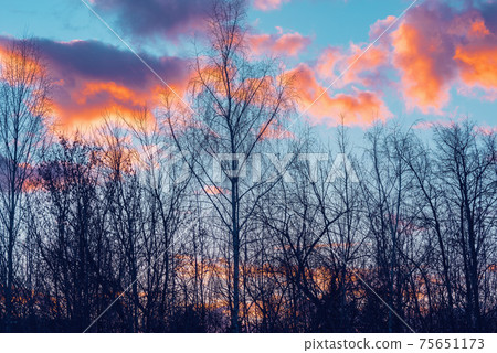 Tree on colorful sky background at sunset. 75651173