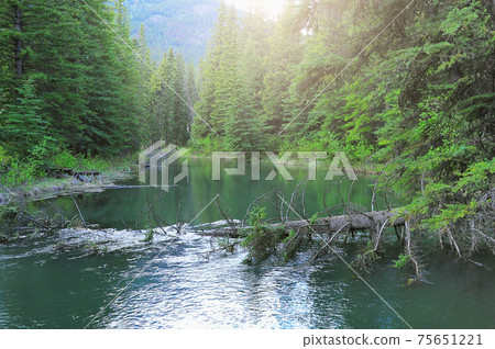 Creek in the forest at sunset. Banff National Park. Alberta. 75651221