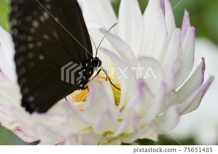 Butterflies are sucking nectar on white flowers. The name of the butterfly is Tsumurasaki Madara. Butterflies are sucking nectar on white flowers. The name of the butterfly is Tsumurasaki Madara. 75651485