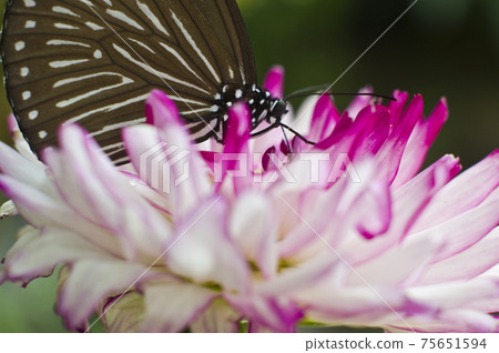 ◆ Butterflies are sucking nectar from flowers. The name of the butterfly is Tsumurasaki Madara. ◆ Butterflies are sucking nectar from flowers. The name of the butterfly is Tsumurasaki Madara. 75651594