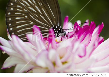 ◆蝴蝶從花中吸取花蜜。蝴蝶的名字叫Tsumurasaki Madara。 75651595