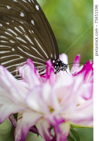 ◆蝴蝶從花中吸取花蜜。蝴蝶的名字叫Tsumurasaki Madara。 75651596