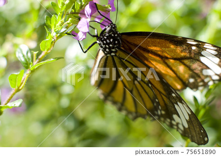 Butterflies are sucking nectar on pink flowers. The name of the butterfly is Danaus genutum. Butterflies are sucking nectar on pink flowers. The name of the butterfly is Danaus genutum. 75651890