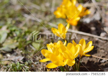 黃番紅花在晴朗的一天 75652165