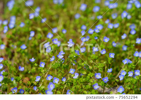 Sunny wildflower, Persian speedwell 4 Sunny wildflower, Persian speedwell 4 75652294