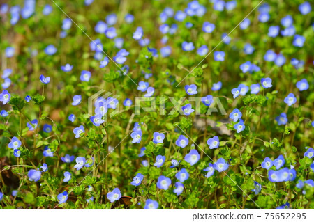 Sunny wildflower, Persian speedwell 5 Sunny wildflower, Persian speedwell 5 75652295