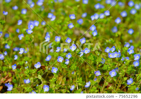 陽光明媚的野花，波斯speedwell 6 75652296
