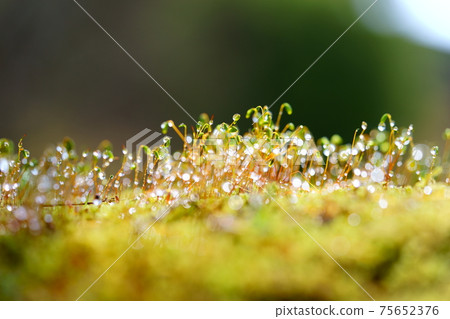 苔蘚孢子濕與晨露11 75652376