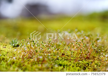 Morning dew water droplets and moss spores 75652379