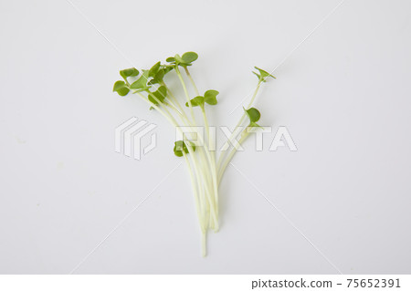 Broccoli Sprout 75652391