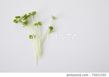 西蘭花芽 75652393