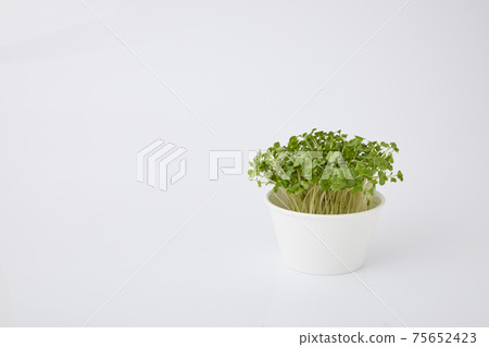Broccoli Sprout Broccoli Sprout 75652423