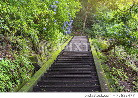 [Mt. Nokogiri, Chiba] A steep moss-covered stone staircase leading to the Great Buddha of Nihonji Temple on Mt. Nokogiri and hydrangea flowers. 75652477