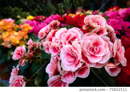 beautiful camellia flowers beautiful camellia flowers 75652511