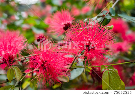 red powderpuff flowers red powderpuff flowers 75652535