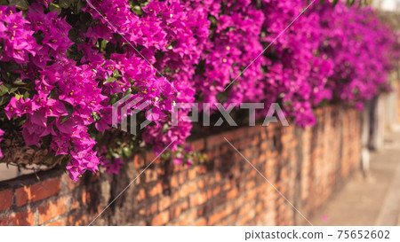 purple bougainvillea flowers 75652602