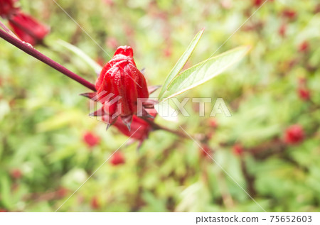 red roselle flowers red roselle flowers 75652603