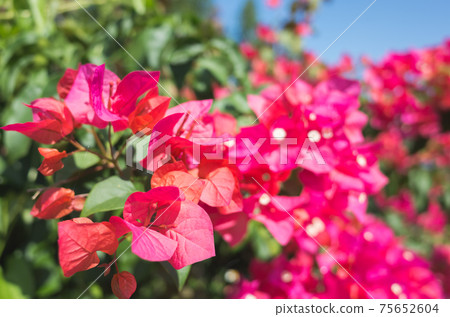 red bougainvillea flowers 75652604