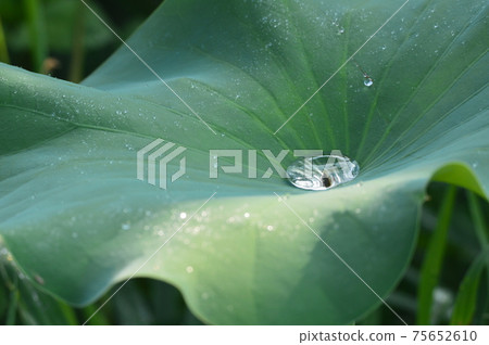 Water droplets on the leaves of the lotus (Misato Town, Saitama Prefecture) Water droplets on the leaves of the lotus (Misato Town, Saitama Prefecture) 75652610