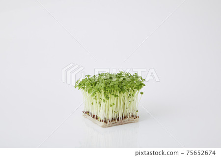 Mustard sprout Mustard sprout 75652674
