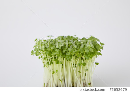 Mustard sprout Mustard sprout 75652679