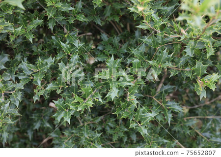 Holly Holly 75652807