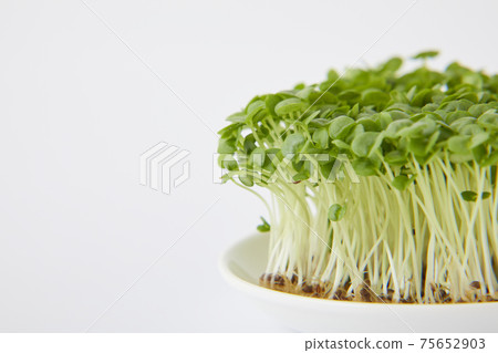 青汁豆芽 青汁豆芽 75652903