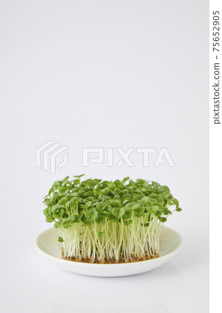 青汁豆芽 青汁豆芽 75652905