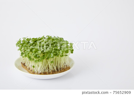 青汁豆芽 青汁豆芽 75652909