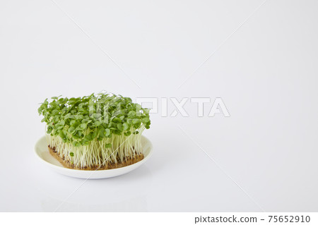 Aojiso sprout Aojiso sprout 75652910