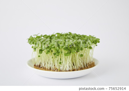 青汁豆芽 青汁豆芽 75652914