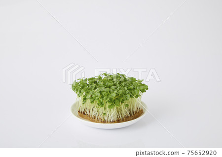 Aojiso sprout Aojiso sprout 75652920