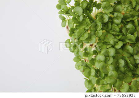青汁豆芽 青汁豆芽 75652925