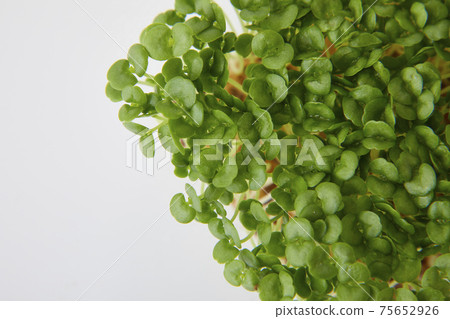 Aojiso sprout Aojiso sprout 75652926