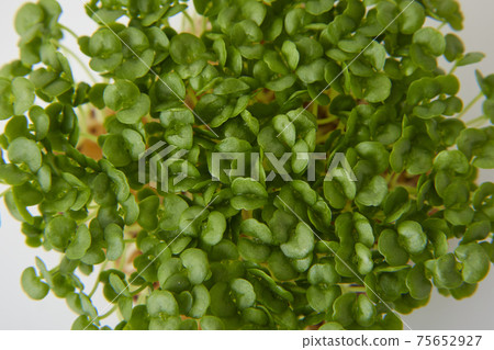 Aojiso sprout Aojiso sprout 75652927