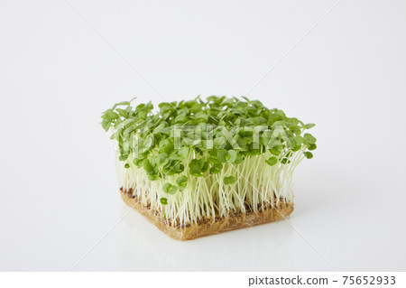 青汁豆芽 青汁豆芽 75652933